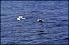 Novyj Svet. Seagulls.