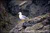 Novyj Svet. The Seagull.