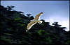Novyj Svet. The Seagull.
