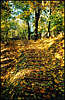 Golosiiv Forest. Autumn.