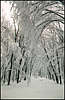 Golosiiv Forest. Winter.