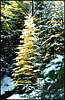 Ski Resort 'Beskyd'. In the Forest.