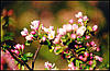 Wild Apple in Blossom