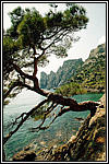 Novyj Svet. The Pine
