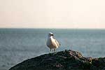 Seagull