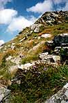 Scenics