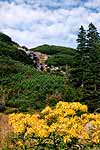 Scenics