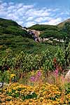 Scenics