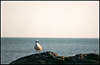 Laspi. Seagull.
