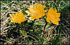 Flowers of Crimea.