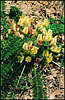 Flowers of Crimea.