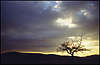 Tree on the Dusk.