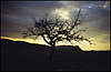 Tree on the Dusk.