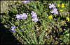 Novyj Svet. Flowers.