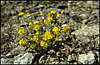 Novyj Svet. Flowers.