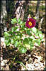 Khapkhal Gorge. Flowers.