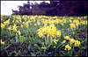 Karabi Yayla. Flowers.