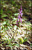 Khapkhal Gorge. Flowers.