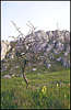 Karabi Yayla. The Tree.