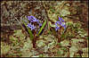 Khapkhal Gorge. Flowers.