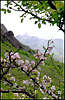 Dating Rock With Appleblossom.