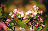 Flowers. Appleblossom.