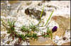 Flowers. Wild Portulaq.