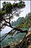 Novyj Svet. The Pine-tree.
