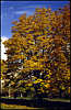 Autumn.