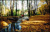 Golosiiv Forest. Autumn.