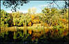 Golosiiv Forest. Autumn.