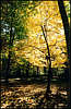Golosiiv Forest. Autumn.
