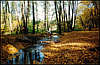 Golosiiv Forest. Autumn.