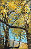 Golosiiv Forest. Autumn.