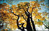 Golosiiv Forest. Autumn.
