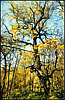 Golosiiv Forest. Autumn.
