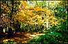 Golosiiv Forest. Autumn.