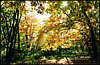 Golosiiv Forest. Autumn.