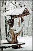 Golosiiv Forest. Winter.