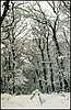 Golosiiv Forest. Winter.