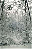 Golosiiv Forest. Winter.