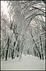 Golosiiv Forest. Winter.