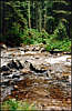 Brook in the Forest Near Mount Chornohora (aka Pip Ivan).