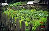 Carpathian Village. The Yard.
