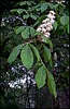 Chestnuts in Blossom.