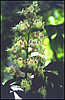 Chestnuts in blossom.
