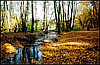 Golosiiv Forest.