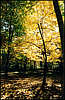 Golosiiv Forest.