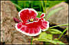 Poppy Flower.