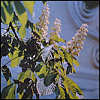 Chestnuts in Blossom